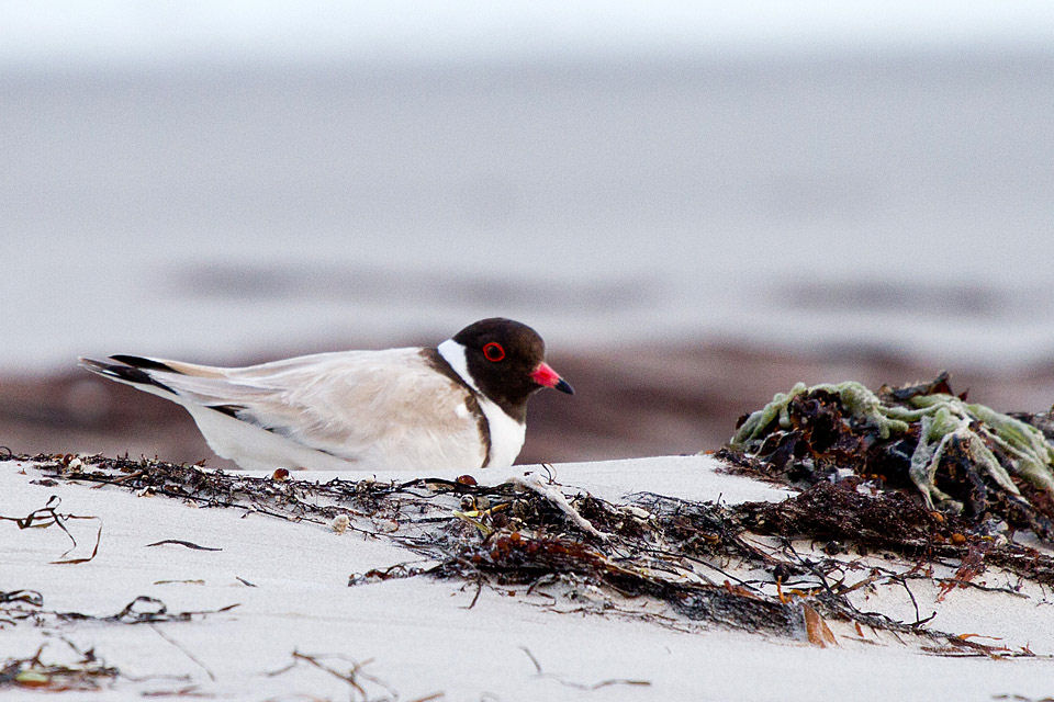 Hooded Plover (Thinornis rubricollis)